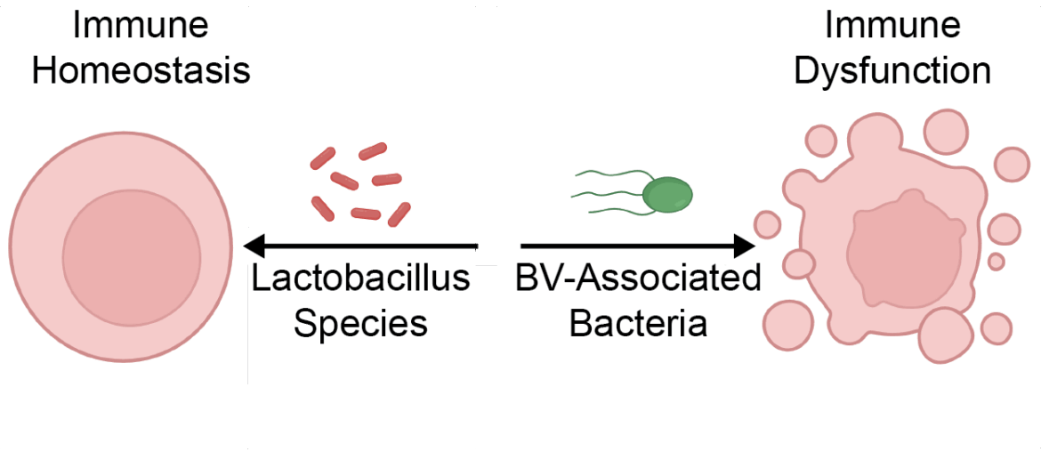 Dysregulated and dysfunctional: T cell immunity in BV
