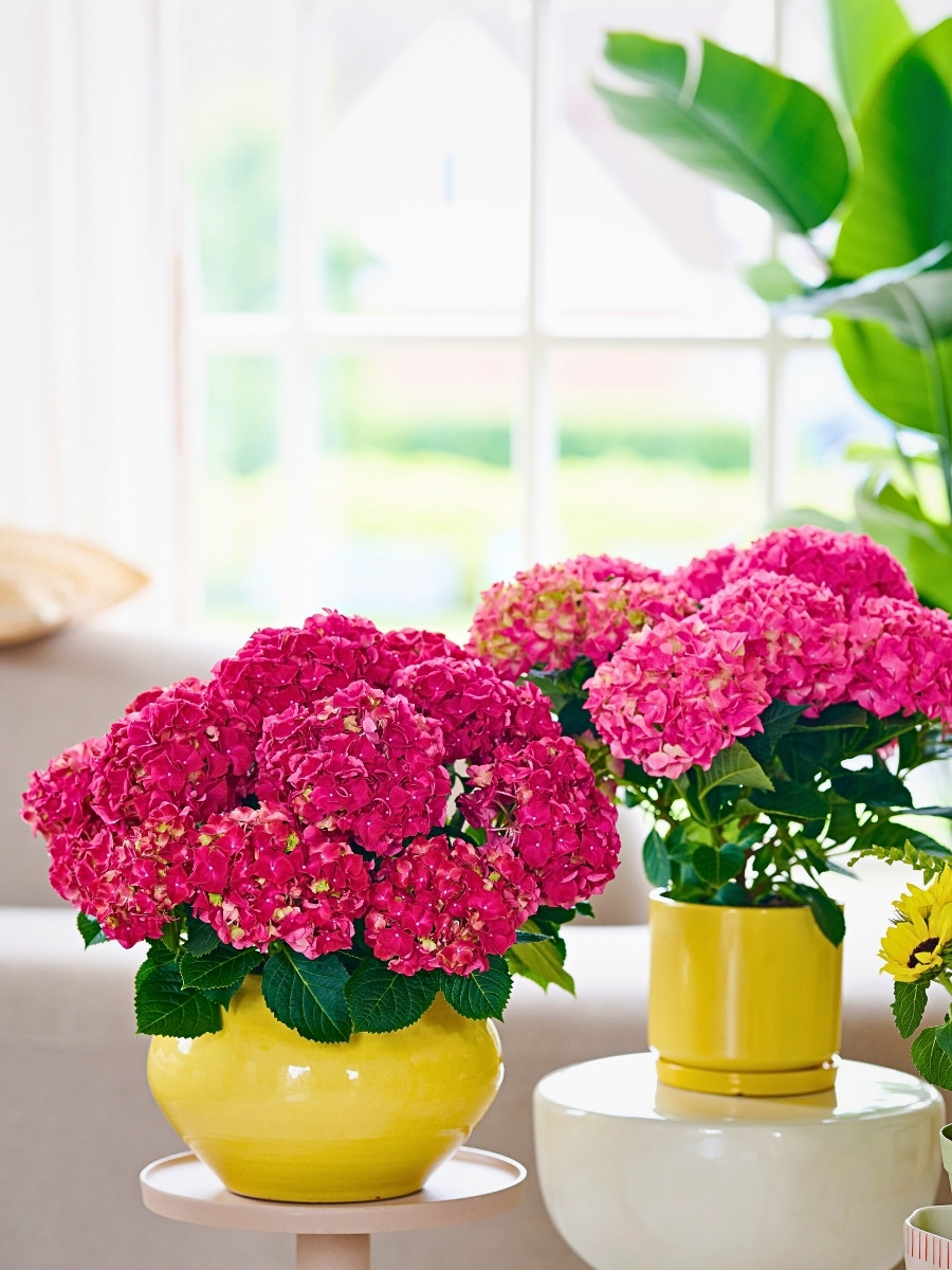 Hydrangea World’s Vitamin Hydrangea Campaign Returns, Championing the Impact of Color on Well-Being.