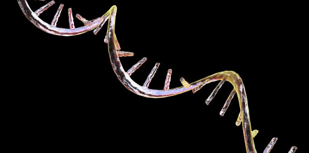 An experimental mRNA treatment counters immune cell aging in mice