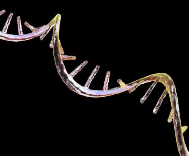 An experimental mRNA treatment counters immune cell aging in mice