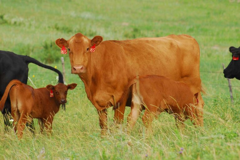 Cow Pregnancy Rates Rise With the Right Nutrition, Bulls, and Heifer Goals