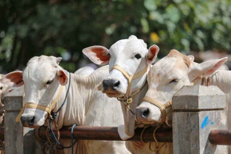 DSM-Firmenich to sell animal nutrition unit to CVC for €2.2bn, sharpens focus on food, health and beauty