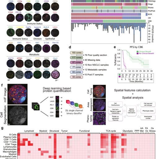 Metabolic characterization of tumor-immune interactions by multiplexed immunofluorescence reveals spatial mechanisms of immunotherapy response in non-small cell lung carcinoma (NSCLC)
