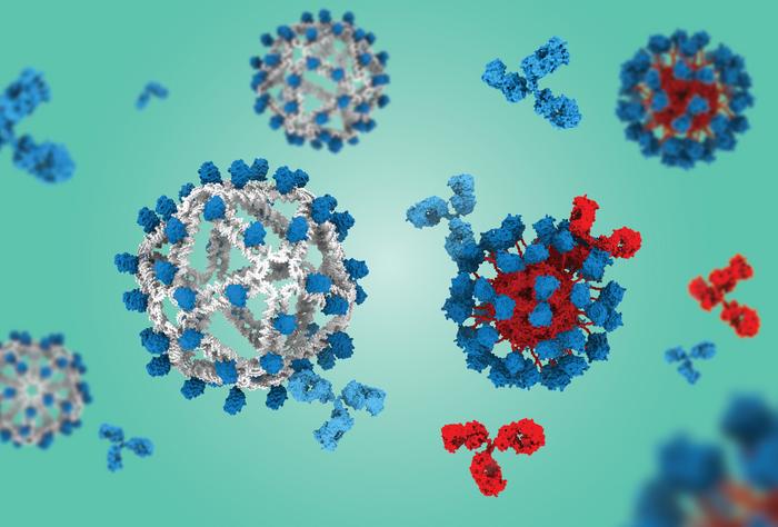 How “invisible” vaccine scaffolding boosts HIV immune response