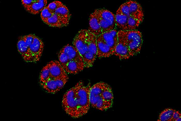 Human neutrophils visualized under a confocal microscope with cell membranes stained red and nuclei blue.