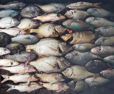 Rethinking aquatic foods management to tackle global malnutrition
