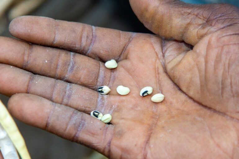 Pulses: A Powerful, Practical Solution to Hunger