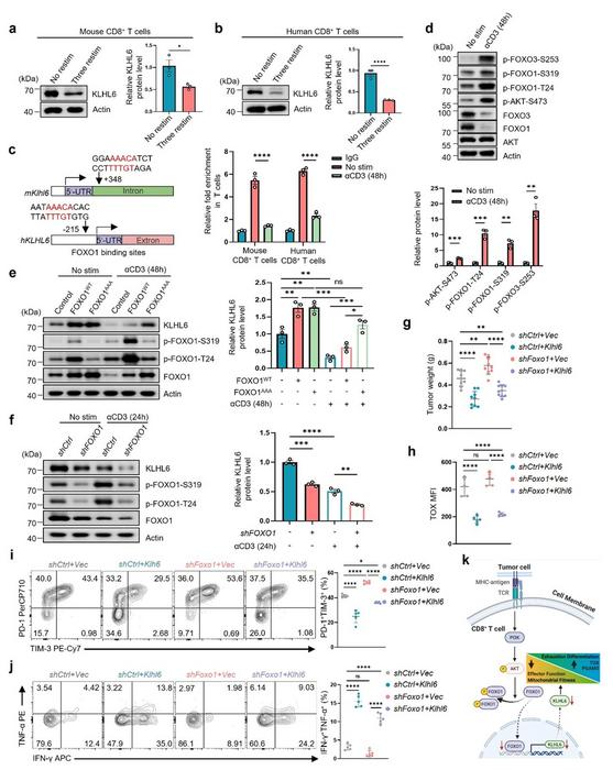 Chronic TCR stimulation suppresses KLHL6 expression via FOXO1 inhibition to promote T cell exhaustion and impair antitumor immunity.