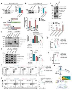 Scientists identify key molecular switch controlling T cell exhaustion in cancer