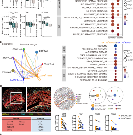 Combined targeted and epigenetic-based therapy enhances antitumor immunity by stabilizing GATA6-dependent MHCI expression in pancreatic ductal adenocarcinoma