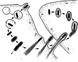 Basic research on Listeria bacteria leads to unique cancer therapy
