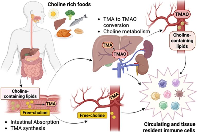 Choline in immunity: a key regulator of immune cell activation and function