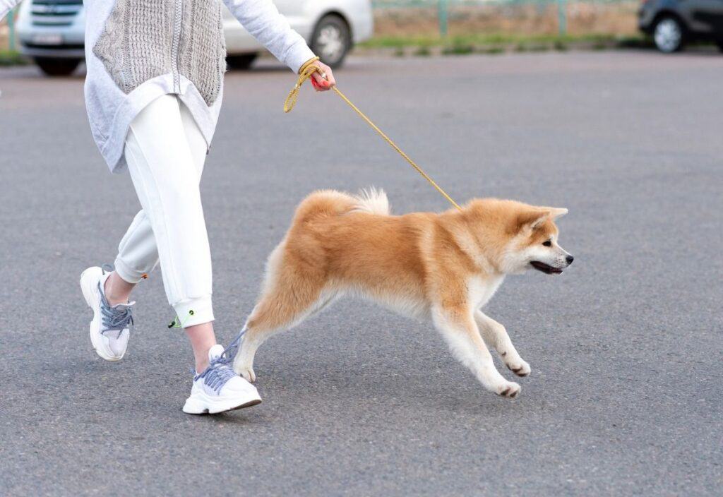Person walking a tan and white dog on a yellow leash in a paved outdoor area, demonstrating good dog park etiquette, with cars and a fence in the background.