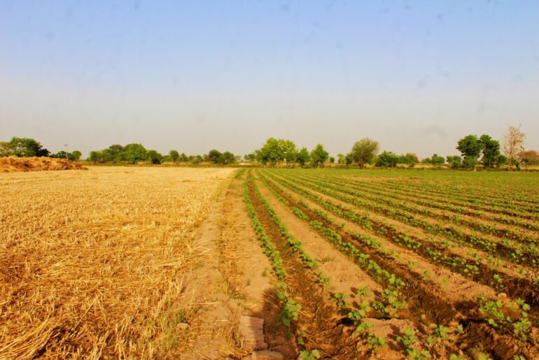 Can Climate-Resilient Crops Improve Human Nutrition?