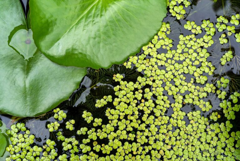 Is This Aquatic Plant a Sustainable Superfood?