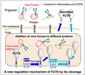 Decoding immune system cellular pathways one enzyme at a time