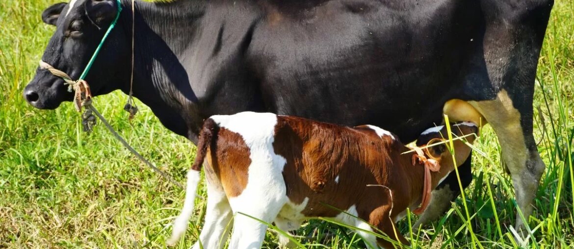 New trend — colostrum instead of vitamins. Is it really beneficial?