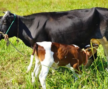 New trend — colostrum instead of vitamins. Is it really beneficial?