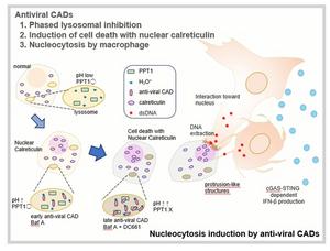 Novel cellular phenomenon reveals how immune cells extract nuclear DNA from dying cells