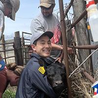 Vitamin B benefits stressed cattle