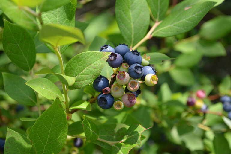 Blueberry sessions to focus on variety-based nutrition and salinity in pots