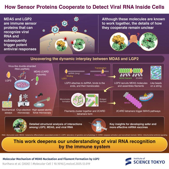 How Sensor Proteins Cooperate to Detect Viral RNA Inside Cells