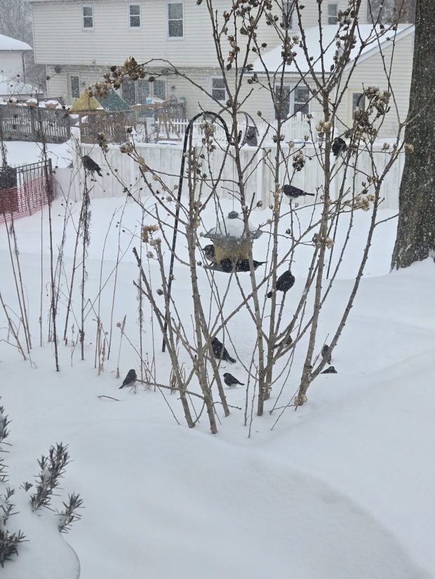 Birds gather around a bird feeder in Terry Alburger's yard. (Terry Alburger)