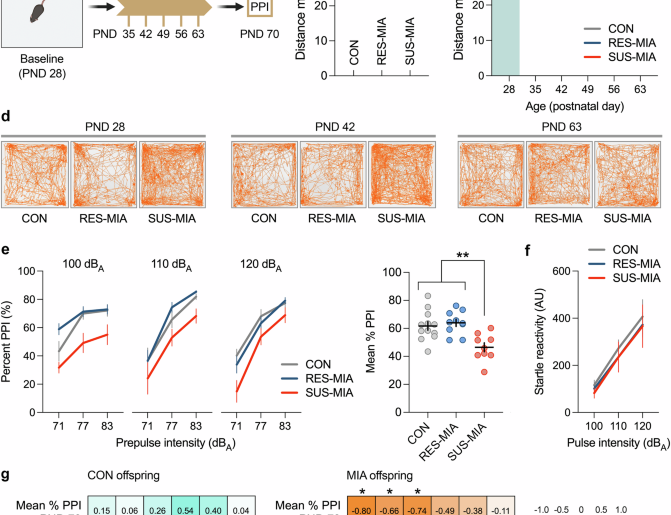 Maternal immune activation in mice recapitulates features of attention-deficit/hyperactivity disorder (ADHD) in susceptible offspring