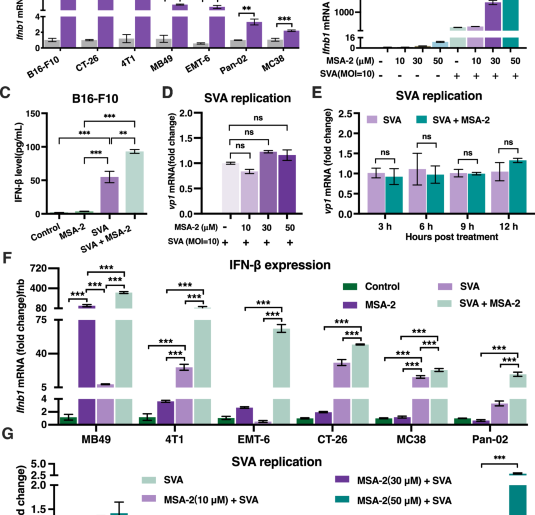 Synergistic reprogramming of the tumor immune microenvironment by Senecavirus A and STING agonist