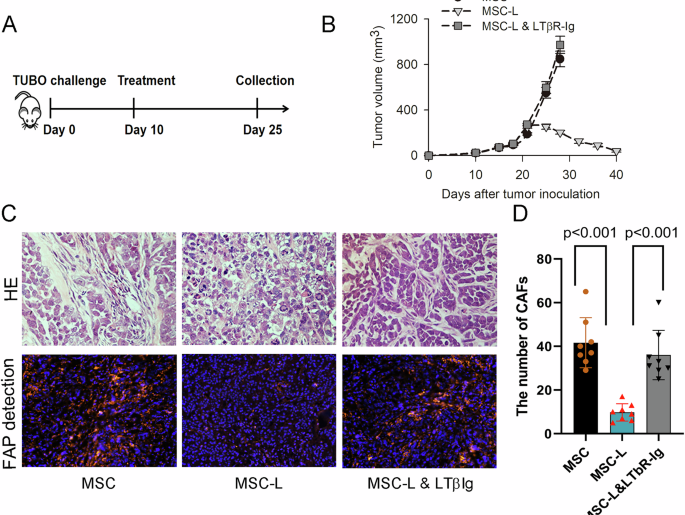 MSCs delivering LIGHT prime immune response against CAFs to harness antigen loss variants