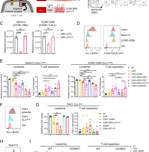 Enhancing CAR- and TCR-mediated targeting of cancer via an immune synapse-stabilizing receptor