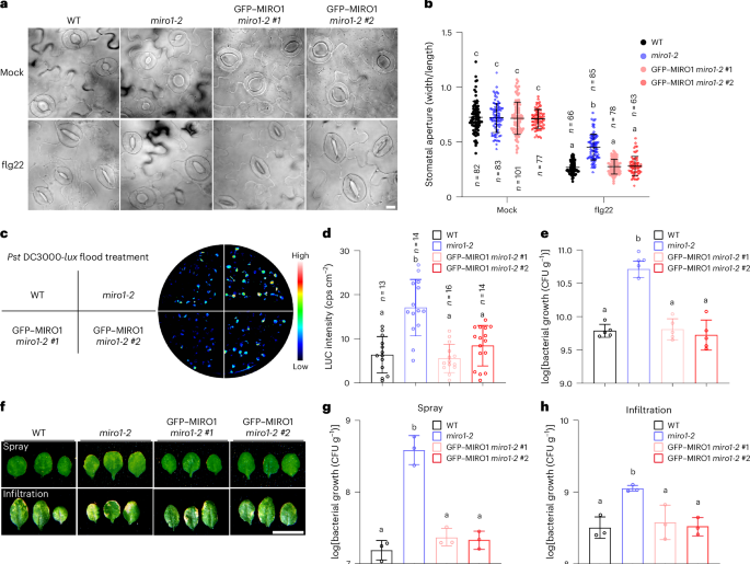 MIRO1-mediated mitochondrial fusion is required for stomatal immunity in Arabidopsis