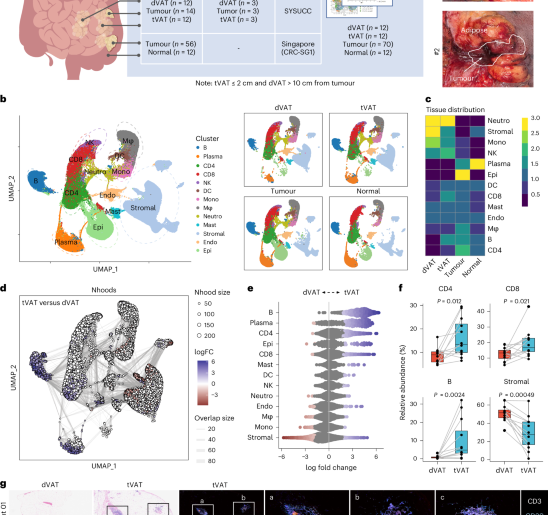 Peritumoural adipose tissue drives immune evasion in colorectal cancer via adipose–mesenchymal transformation