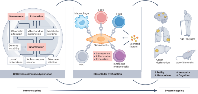 The ageing immune system as a driver of systemic ageing
