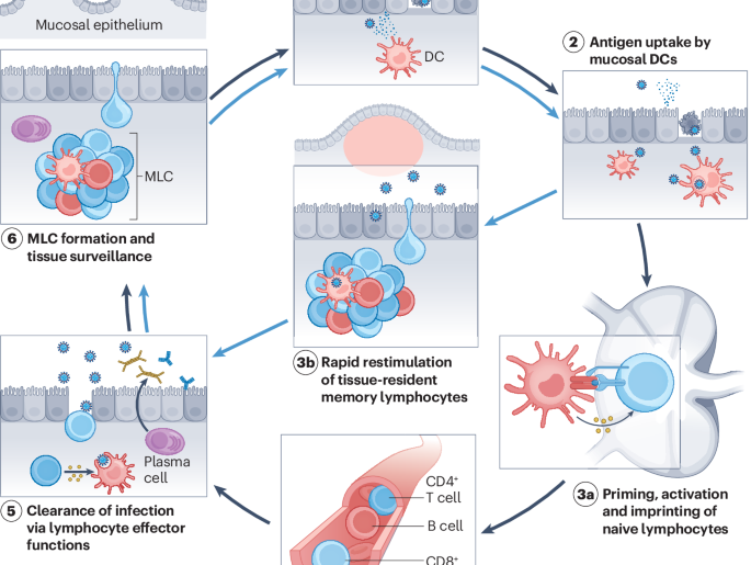 Harnessing mucosal immunity for protective vaccines