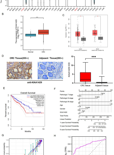 KIAA1429 impairs anti-tumor immunity via regulation of PD-L1 and CD8+ T cells in colorectal cancer