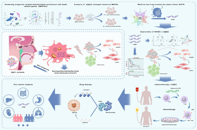INHBA: a mitochondrial-related pan-cell death gene associated with the prognosis and immunity of OSCC