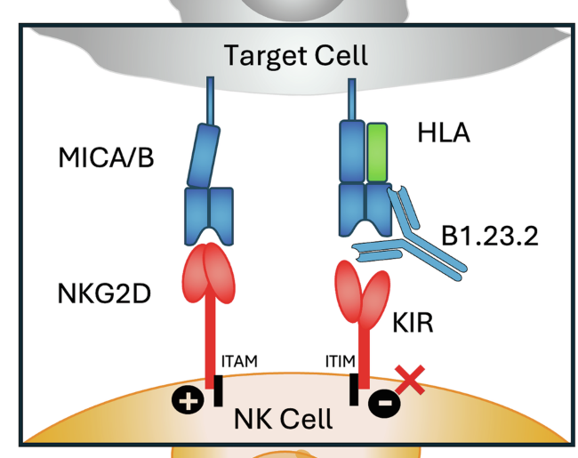 Structural mechanism of anti-MHC-I antibody blocking of inhibitory NK cell receptors in tumor immunity