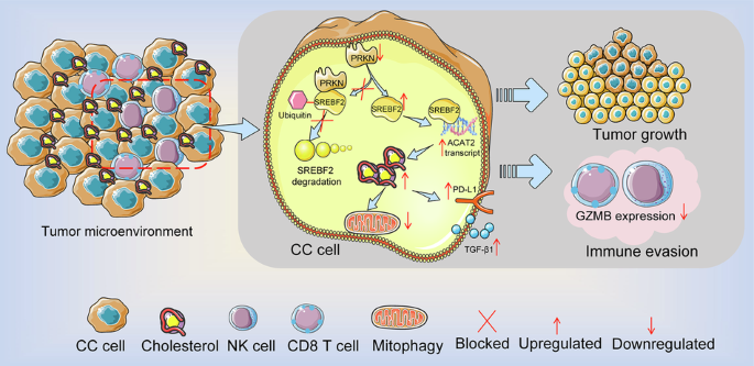 SREBF2 enhances lipid metabolism and represses anti-tumor immune responses in cervical cancer by increasing ACAT2