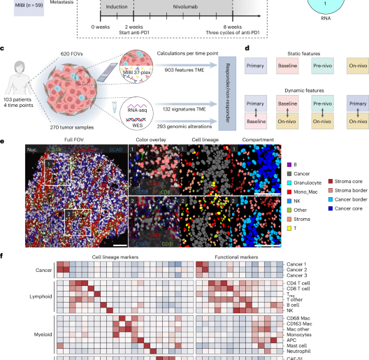 Temporal and spatial composition of the tumor microenvironment predicts response to immune checkpoint inhibition in metastatic TNBC
