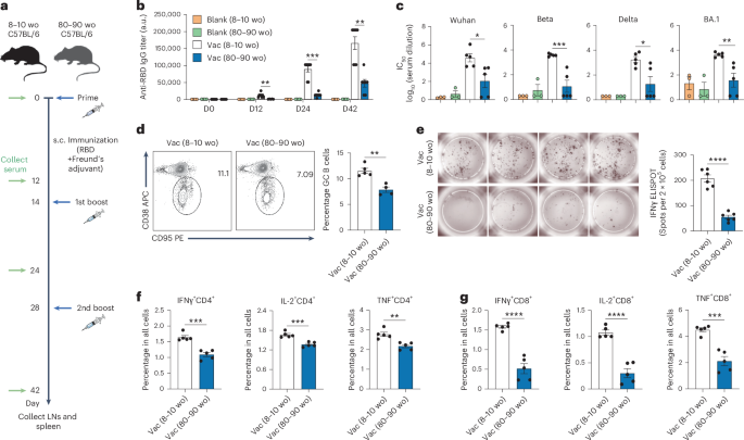 Attenuating age-related decline in dendritic cell migration improves vaccine efficacy via gut-immune crosstalk