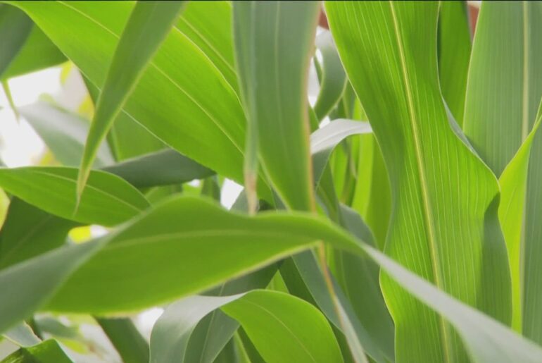 Salk Institute's new research on immune response in plants may lead to drought-resistant crops amid climate change