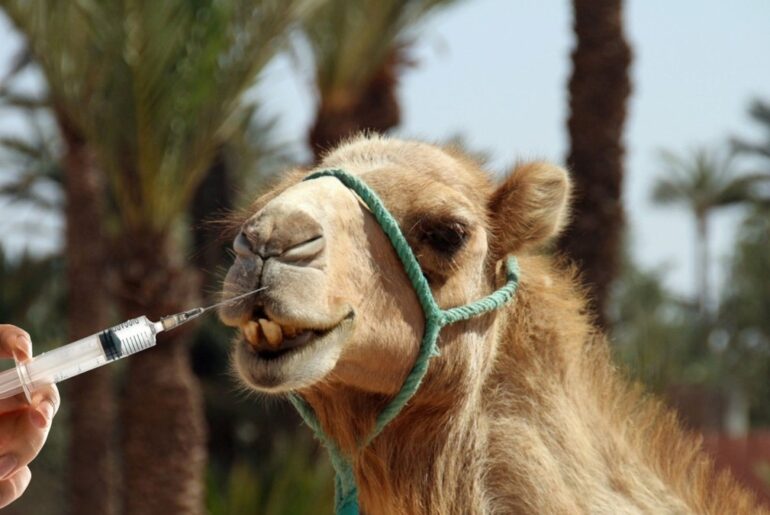 20 camels disqualified from beauty contest over Botox
