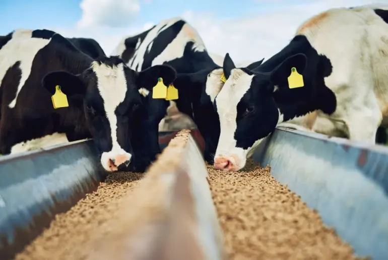 Food Ingredients First logo