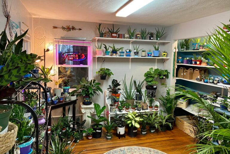 Crest Hill plant, wellness store opens new location – Shaw Local