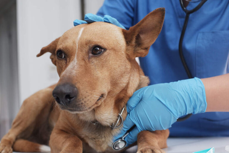 Animal Protective Foundation Offers Free Wellness Clinic For Dogs