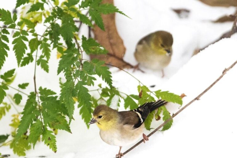 Birdwatching teaches me the beauty of waiting