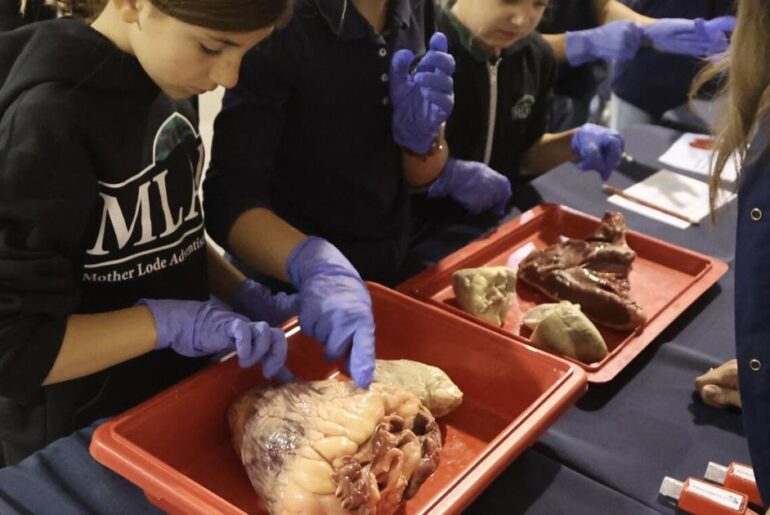 Heart Fest teaches Mother Lode students about anatomy, wellness