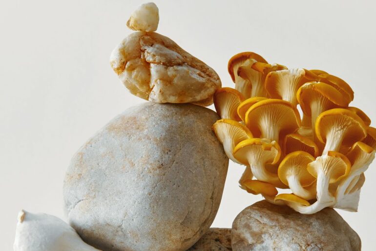 10 Reasons To Eat Mushrooms Every Day