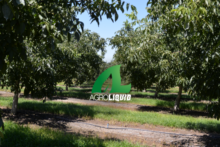 Zone-Based Nutrition Helps Tree Crop Growers